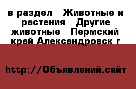  в раздел : Животные и растения » Другие животные . Пермский край,Александровск г.